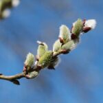 02.04.2021. Kielce. Ogród botaniczny / Wiktor Taszłow / Radio Kielce