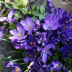 11.04.2021. Kielce. Wiosna na ogródkach działkowych / Wiktor Taszłow / Radio Kielce