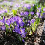 11.04.2021. Kielce. Wiosna na ogródkach działkowych / Wiktor Taszłow / Radio Kielce