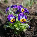 11.04.2021. Kielce. Wiosna na ogródkach działkowych / Wiktor Taszłow / Radio Kielce