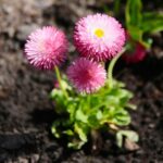 11.04.2021. Kielce. Wiosna na ogródkach działkowych / Wiktor Taszłow / Radio Kielce