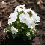 11.04.2021. Kielce. Wiosna na ogródkach działkowych / Wiktor Taszłow / Radio Kielce