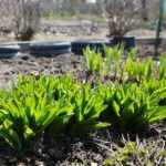 11.04.2021. Kielce. Wiosna na ogródkach działkowych / Wiktor Taszłow / Radio Kielce