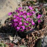 11.04.2021. Kielce. Wiosna na ogródkach działkowych / Wiktor Taszłow / Radio Kielce