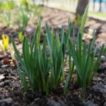 11.04.2021. Kielce. Wiosna na ogródkach działkowych / Wiktor Taszłow / Radio Kielce