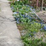 11.04.2021. Kielce. Wiosna na ogródkach działkowych / Wiktor Taszłow / Radio Kielce