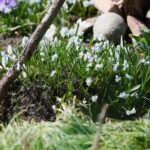 11.04.2021. Kielce. Wiosna na ogródkach działkowych / Wiktor Taszłow / Radio Kielce