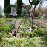 11.04.2021. Kielce. Wiosna na ogródkach działkowych / Wiktor Taszłow / Radio Kielce