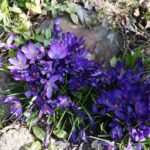 11.04.2021. Kielce. Wiosna na ogródkach działkowych / Wiktor Taszłow / Radio Kielce