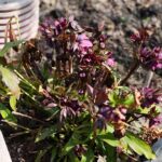 11.04.2021. Kielce. Wiosna na ogródkach działkowych / Wiktor Taszłow / Radio Kielce