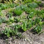 11.04.2021. Kielce. Wiosna na ogródkach działkowych / Wiktor Taszłow / Radio Kielce