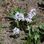 11.04.2021. Kielce. Wiosna na ogródkach działkowych / Wiktor Taszłow / Radio Kielce