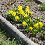 11.04.2021. Kielce. Wiosna na ogródkach działkowych / Wiktor Taszłow / Radio Kielce