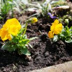 11.04.2021. Kielce. Wiosna na ogródkach działkowych / Wiktor Taszłow / Radio Kielce