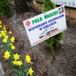 W Kielcach zasadzą żonkile. Zaczyna się kampania „Pola Nadziei”