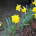 22.04.2021. Kielce. Kampania „Pola Nadziei” / Wiktor Taszłow / Radio Kielce