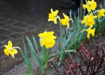 Wolontariusze Caritas rozdają żonkile i zbierają datki do puszek
