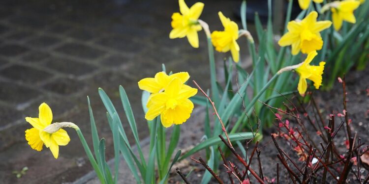 Wolontariusze Caritas rozdają żonkile i zbierają datki do puszek