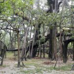 Indie / Danuta Rasała / archiwum prywatne