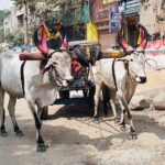 Indie / Danuta Rasała / archiwum prywatne