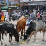 Indie / Danuta Rasała / archiwum prywatne