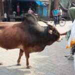 Indie / Danuta Rasała / archiwum prywatne