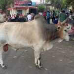 Indie / Danuta Rasała / archiwum prywatne