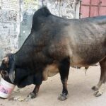 Indie / Danuta Rasała / archiwum prywatne