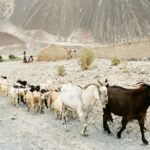 Muzyczne podróże. Indie / Danuta Rasała