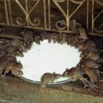 Muzyczne podróże. Indie