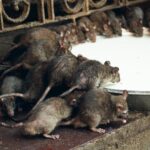 Muzyczne podróże. Indie