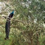 Indie / Danuta Rasała / archiwum prywatne