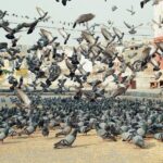 Muzyczne podróże. Indie