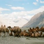 Muzyczne podróże. Indie / Danuta Rasała