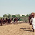 Muzyczne podróże. Indie