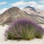 Muzyczne podróże. Indie / Danuta Rasała