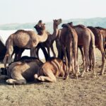 Muzyczne podróże. Indie