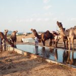 Muzyczne podróże. Indie