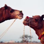 Muzyczne podróże. Indie