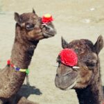 Muzyczne podróże. Indie