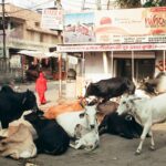 Muzyczne podróże. Indie