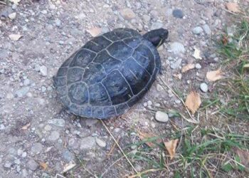 Żółw żółtobrzuchy / www.facebook.com/notes/wigierski-park-narodowy