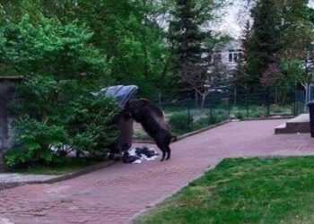 Poznań Dziki Rataje