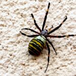 10.10.2020. Ruda Maleniecka. Tygrzyk paskowany / Magdalena Galas-Klusek / Radio Kielce