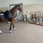 22.05.2021 Sandomierz. Dzień Otwarty w Zespole Szkół Centrum Kształcenia Rolniczego / Grażyna Szlęzak-Wójcik / Radio Kielce