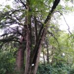 Muzyczne podróże. Gruzja / Radosław Koniarz