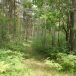 Powiat włoszczowski. Ścieżki rowerowe. Zdegradowany bór bagienny / Starostwo Powiatowe we Włoszczowie