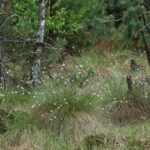 Powiat włoszczowski. Ścieżki rowerowe. Torfowisko niskie / Starostwo Powiatowe we Włoszczowie