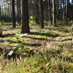 Powiat włoszczowski. Ścieżki rowerowe. Bór suchy / Starostwo Powiatowe we Włoszczowie