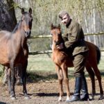 16.05.2021. Dobrów, gmina Tuczępy. Kuhailany -  odmiana koni arabskich / Marcin Kozieł / archiwum